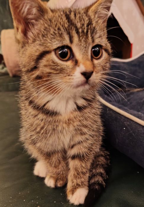 Oddam za darmo do adopcji