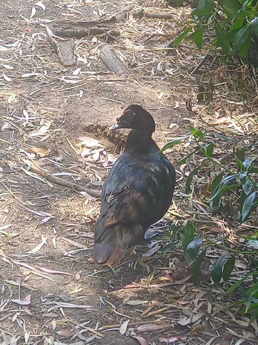 ovos férteis de galinhas de varias raças, pavões e patos por encomenda