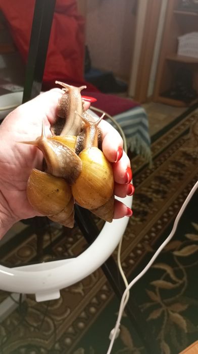 Ахатина Фуліка стандарт