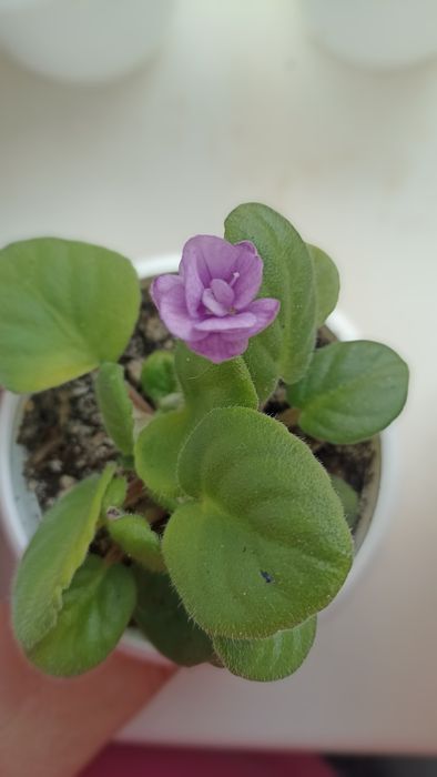 Фіалка,кімнатні рослини