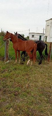 Vendo 2 eguas bom preço