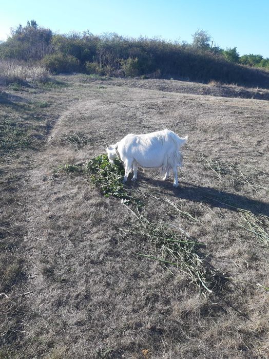 Коза стара на м'ясо.