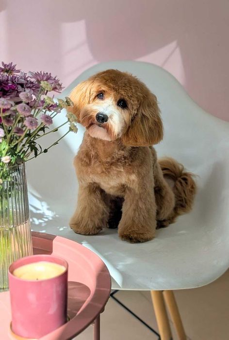 Груминг, стрижка собаки и кота, грумінг, грумер собак и котов