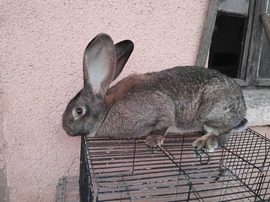 Sprzedam olbrzymy belgijskie