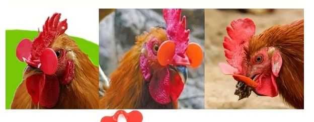 Oculos Proteção Galos