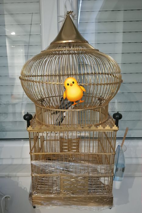 Gaiola dourada argelina