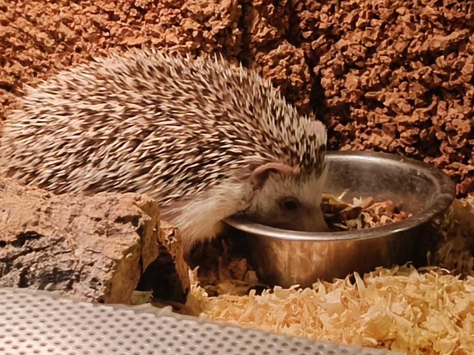 Jeż pigmejski- wyjątkowy pupil eKameleon Jędrzejów