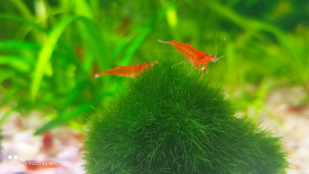 Krewetki red cherry pięknie wybarwione