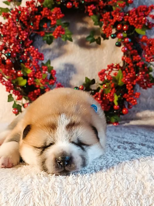 Szczenię Akita Inu FCI