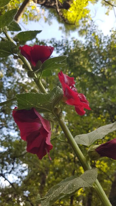 Malwy bylina do ogrodu malwa wieloletnia kwiaty