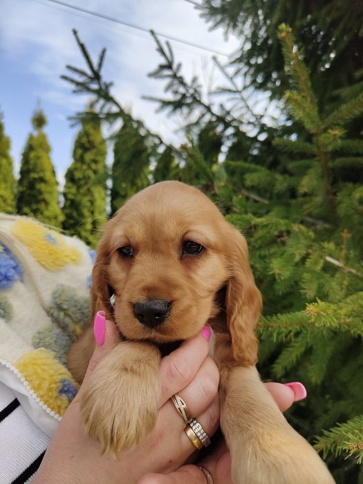 Śliczny piesek rasy Cocker spaniel angielski
