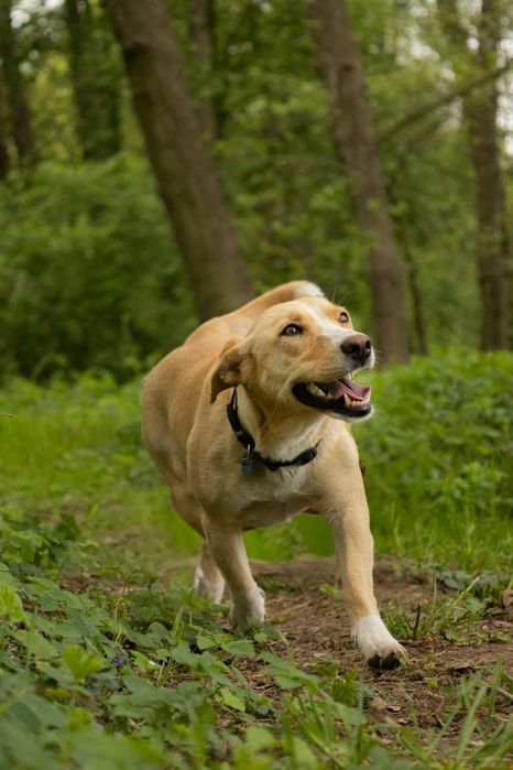Roczna, piękna, biszkoptowa sunia do adopcji