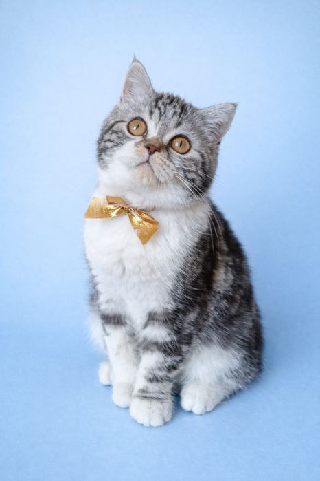 Шотландський велетень