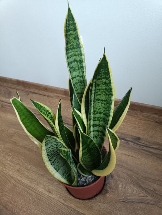 Kwiat domowy doniczkowy języki teściowej Sansewieria wężownica