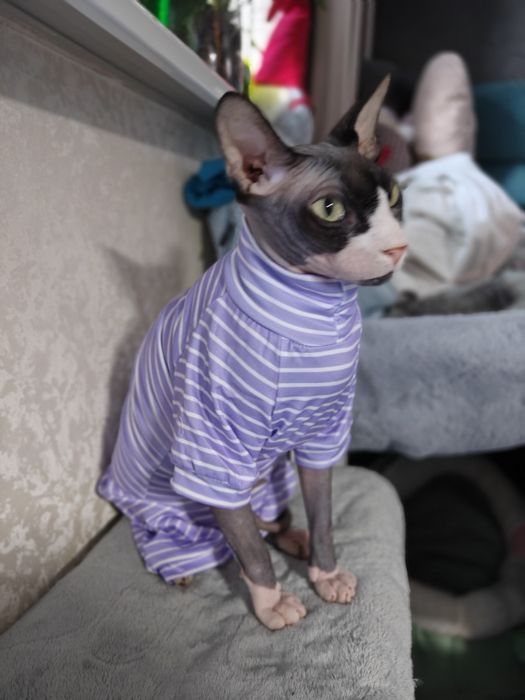 Одежда  для кота, собачки