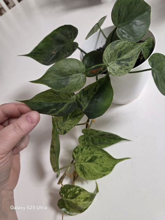 Philodendron Hederaceum oxycardium variegata