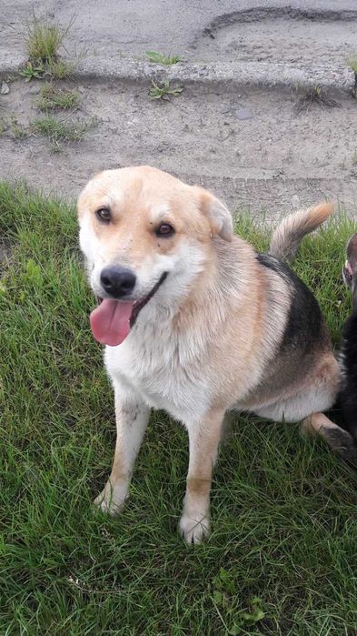 Надійний песик. Собачка друг у відповідальну люблячу родину