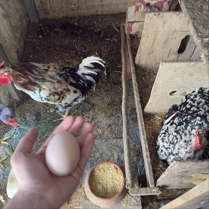 Sertaneja Balão – Pintos Premium