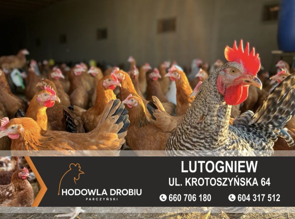 Kury Nioski Rosa, Dominant, NovoGen Brown! MŁODE NIOSKI! ODCHOWALNIA!
