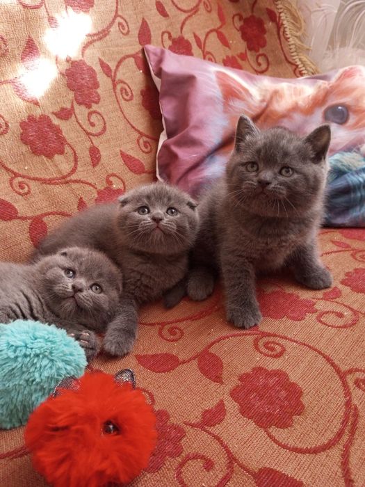 Вислоухие котята