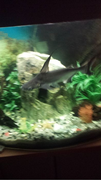 Акваріум для риб