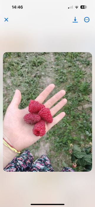 Sadzonki malin odmiana mapena