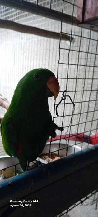 Papagaio ecletu macho