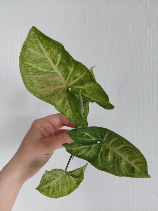 Syngonium confetti