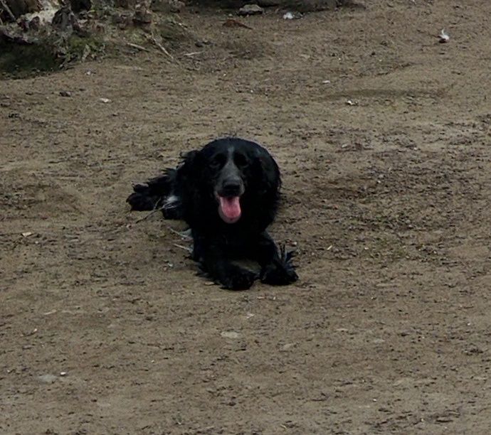 Продам суперових спаніелів