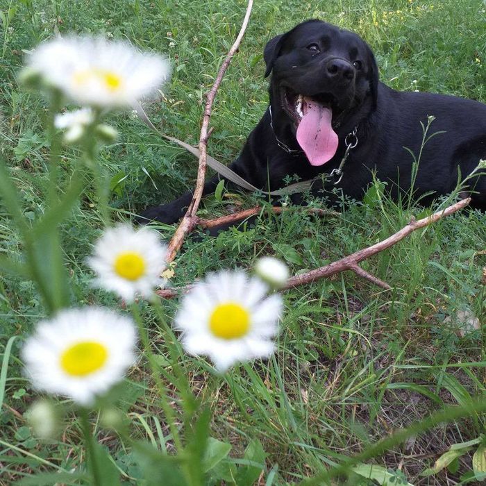 В'язка(злучка)лабрадор хлопчик.