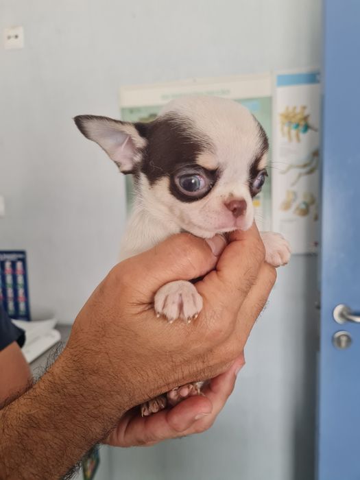 Chiuhahua mini l cor  chocolate  tan