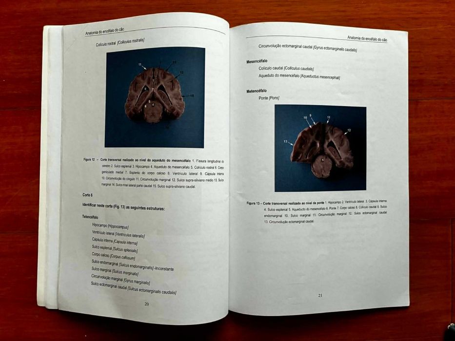 Anatomia do Encéfalo do Cão: Trabalhos Práticos