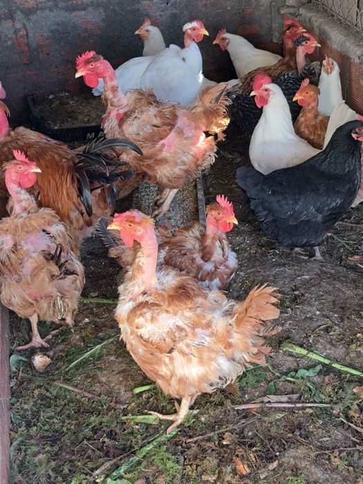 Galinhas velhas com 2 e 3 anos.