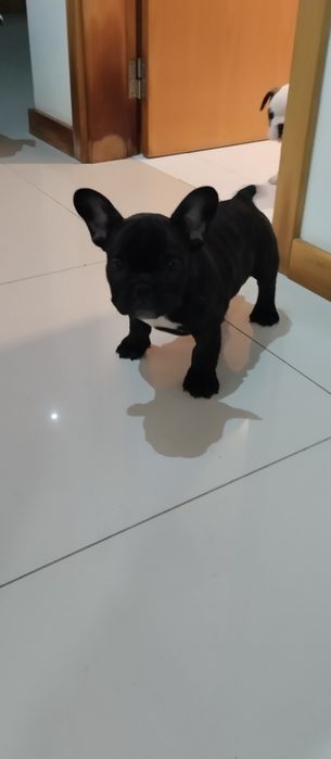 Bulldog francês preto