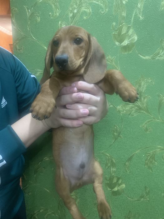 Продам цуценят Таксенят