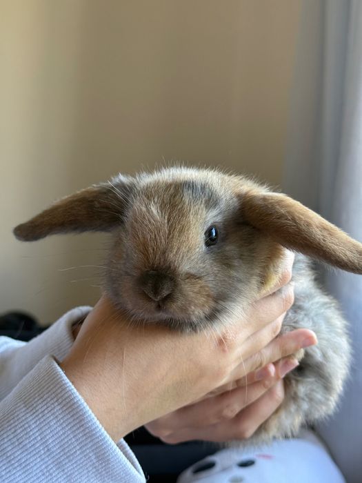 Coelhos Belier para Adoção responsável