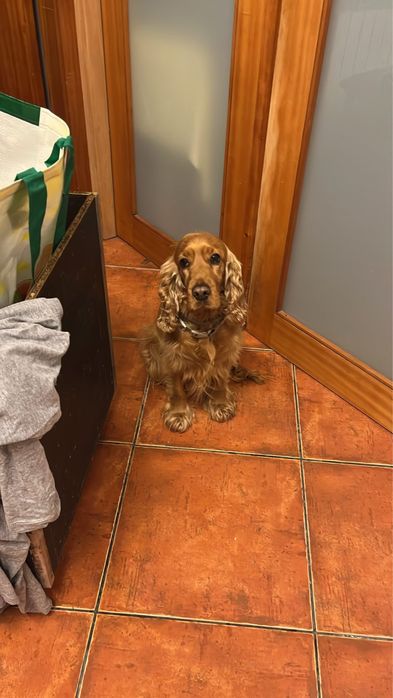 Cuido do seu animal em Braga- Hospedagem