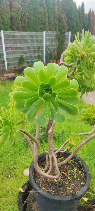 Planta suculenta