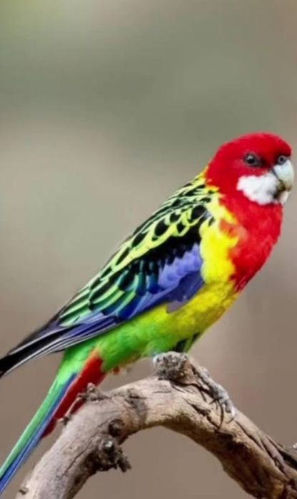 Aves para nova casa