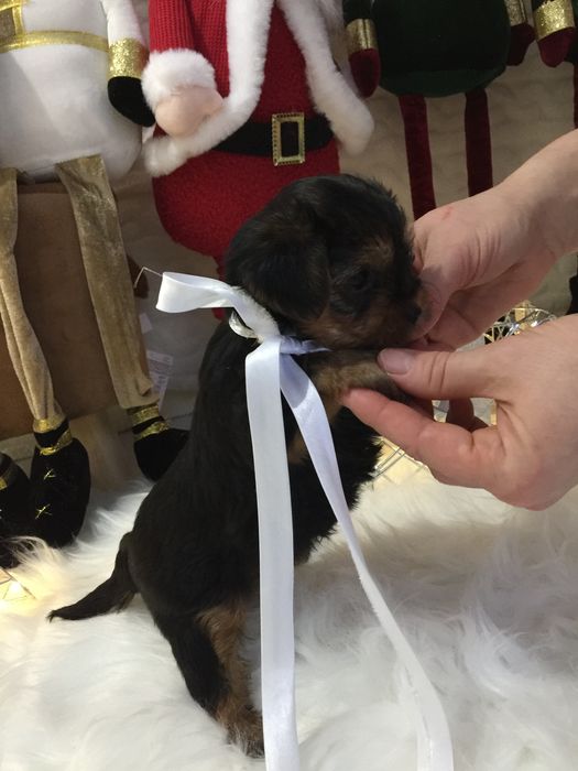 VIP Йорки  чарівні крихітки чекають на вас