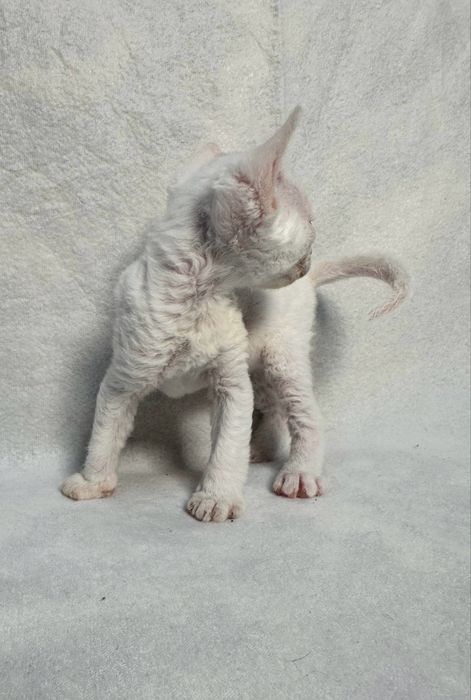 Котики Девон рекс/Devon rex
