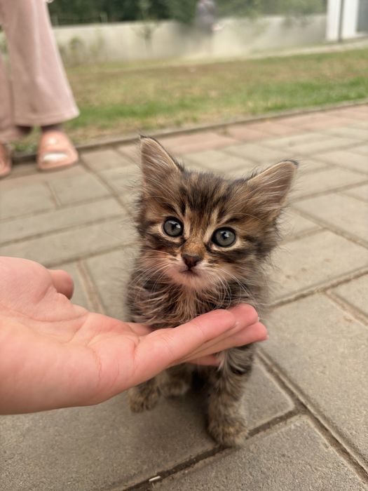 Кошенятко британське довгошерсте