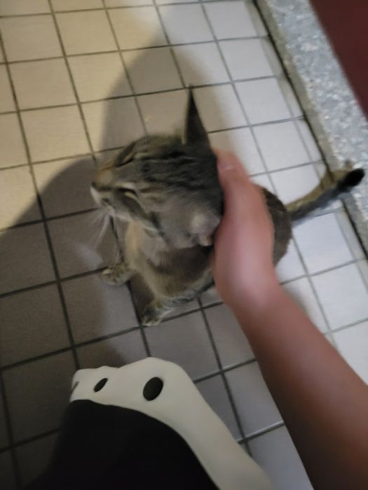 Gatinha abandonada e muito meiga