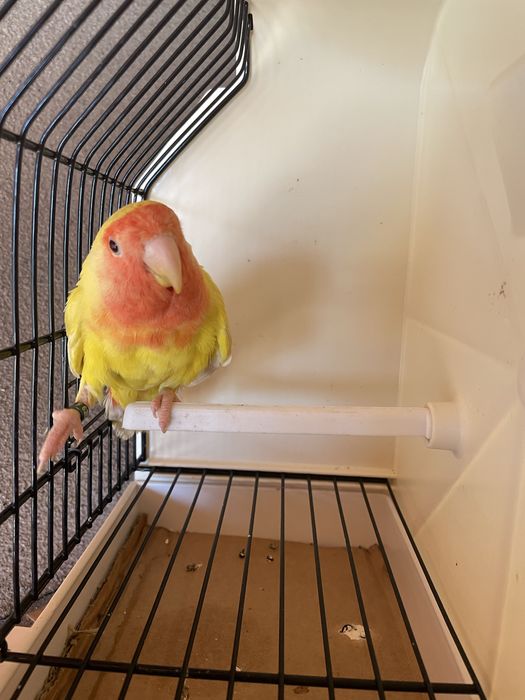 Casais agapornis longfeathear