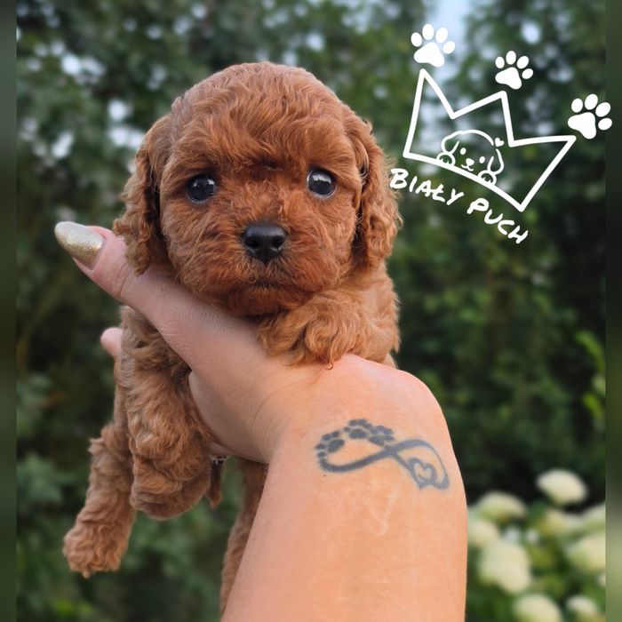 Cavapoo cavadoodle toy Mini red brown badania wyprawka paszport