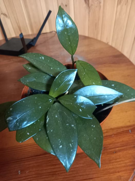 Продам надлишки кімнатних рослин