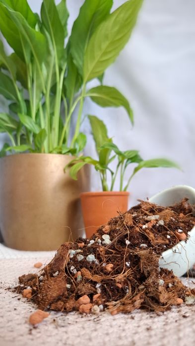 Крафтовий ґрунт для спатифілума