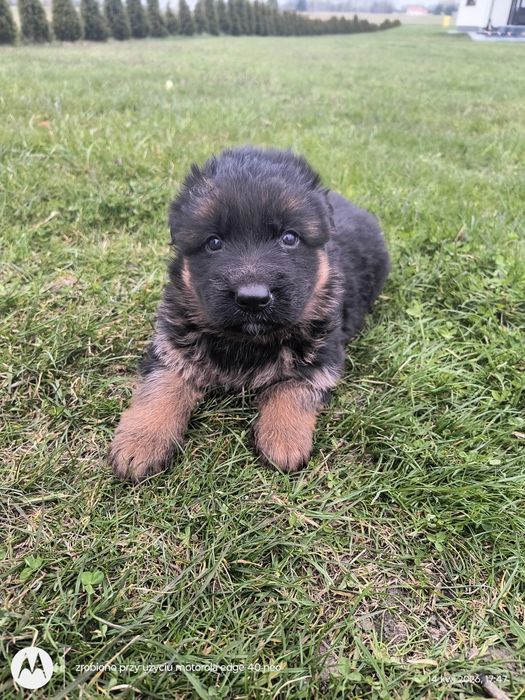 Owczarek podhalański długowłosy