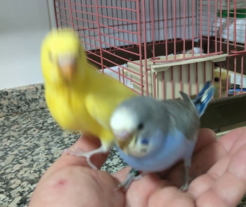 Periquitos domésticados