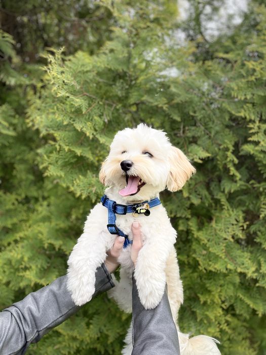 Мальтипу кобель на вʼязку